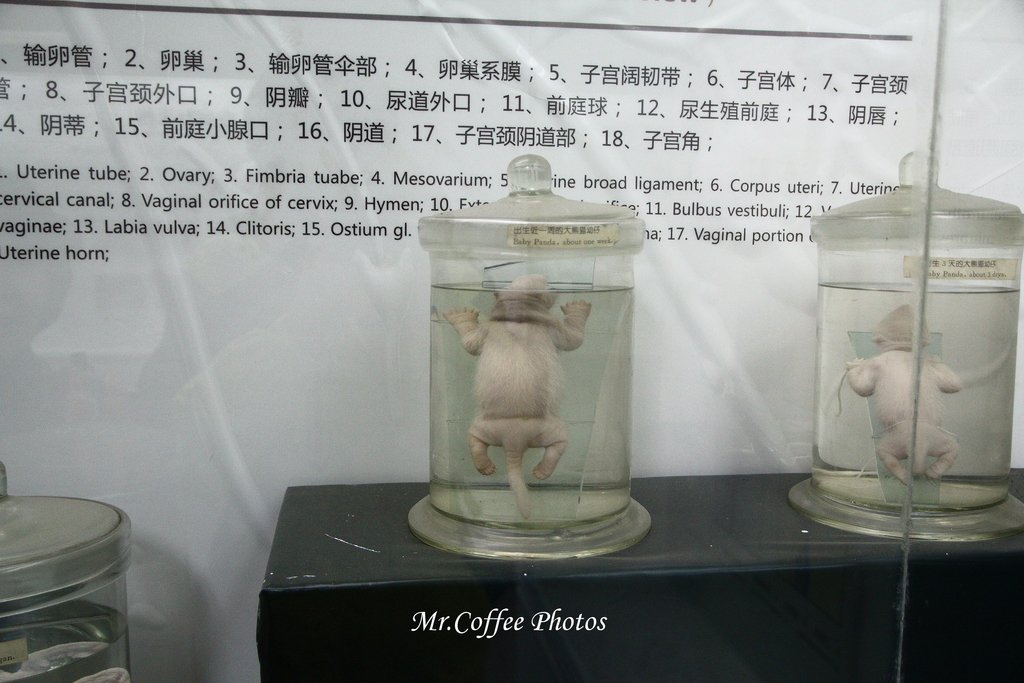 IMG_9625.JPG - 熊貓博物館+小熊貓研究中心
