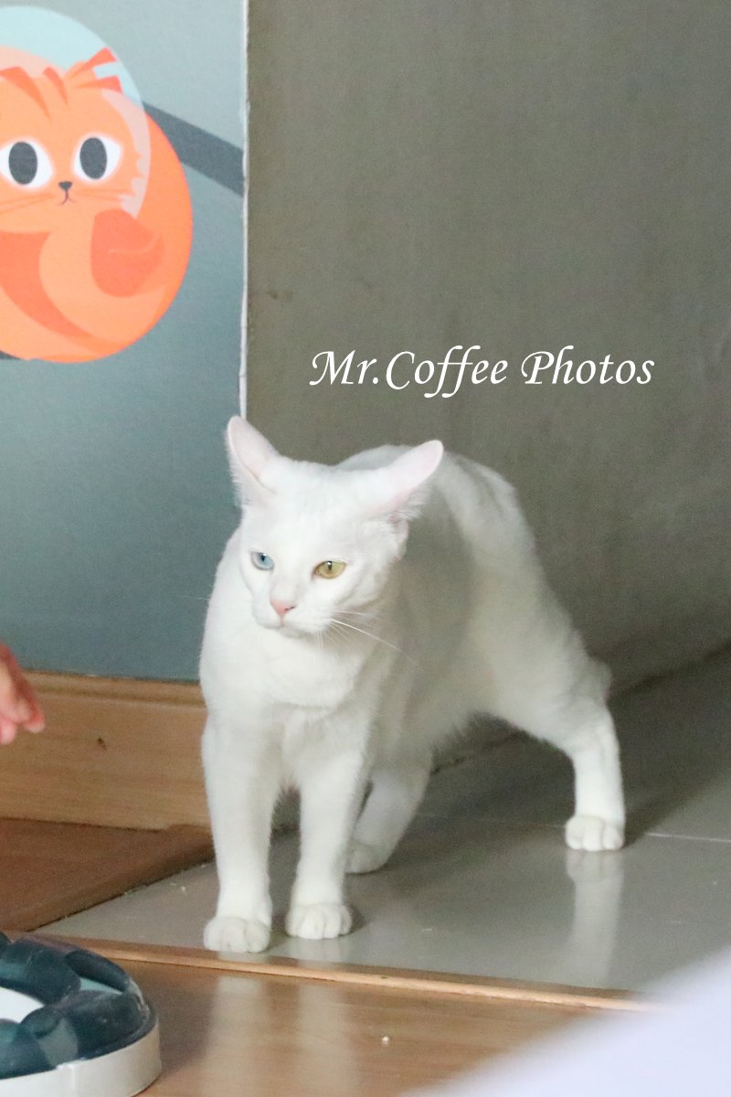 IMG_3277.JPG - D17清邁 3貓咖啡 Catmosphere Cat Café