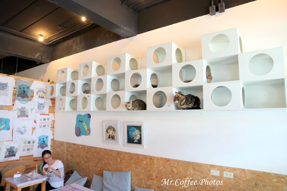IMG_3437.JPG - D17清邁 3貓咖啡 Catmosphere Cat Café