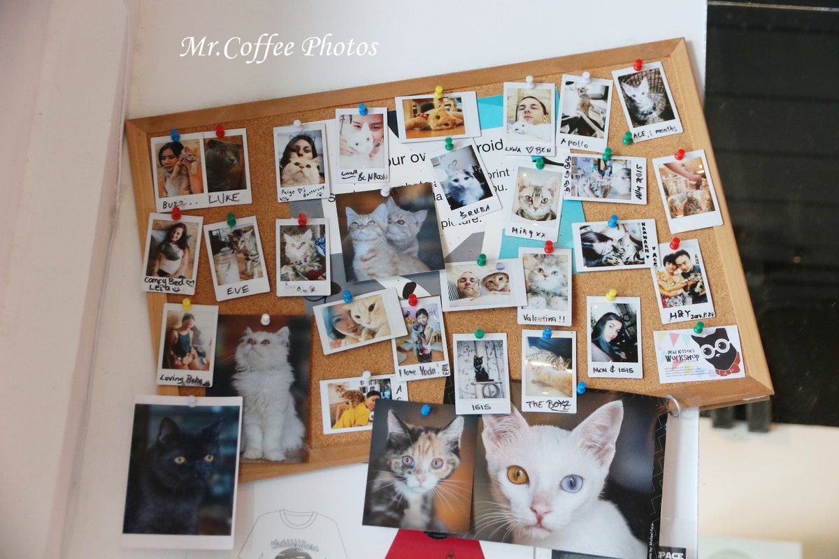 IMG_20180524_223741.JPG - D17清邁 3貓咖啡 Catmosphere Cat Café