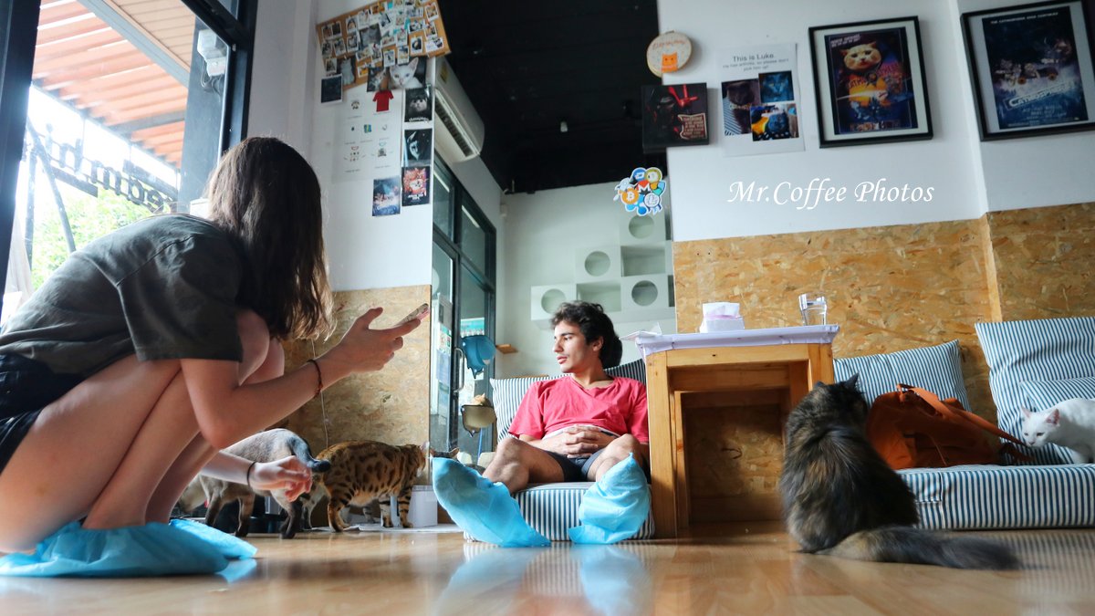 IMG_20180524_224548.JPG - D17清邁 3貓咖啡 Catmosphere Cat Café