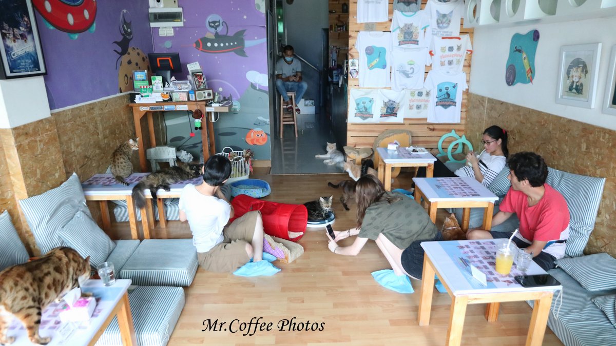 IMG_20180524_224738.JPG - D17清邁 3貓咖啡 Catmosphere Cat Café