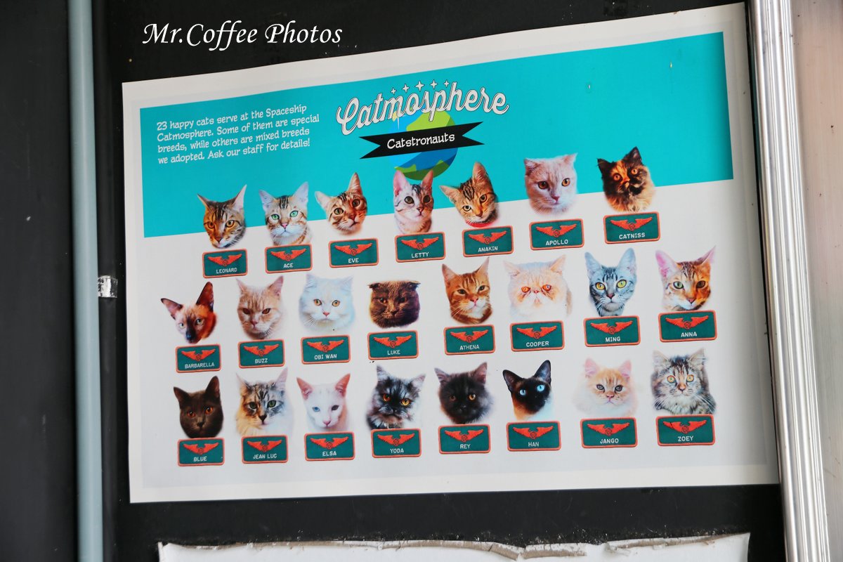 IMG_20180524_224135.JPG - D17清邁 3貓咖啡 Catmosphere Cat Café