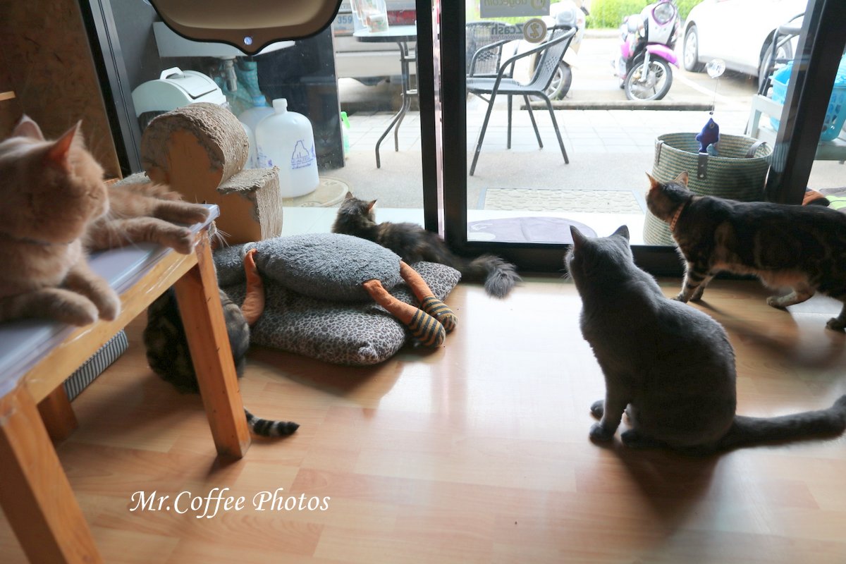 IMG_3266.JPG - D17清邁 3貓咖啡 Catmosphere Cat Café